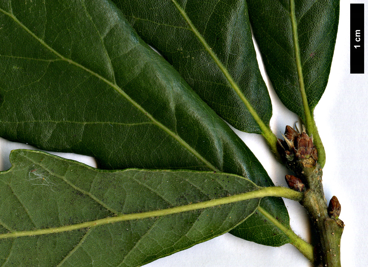 High resolution image: Family: Fagaceae - Genus: Quercus - Taxon: glabrescens × Q.robur